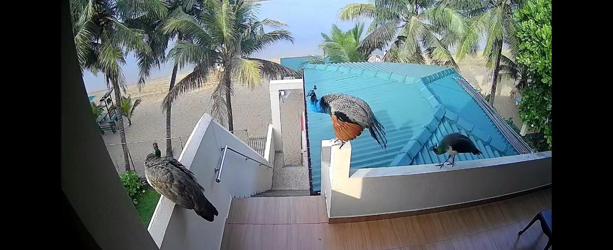 Hotel Coral Reef Guest Beruwala Esterno foto